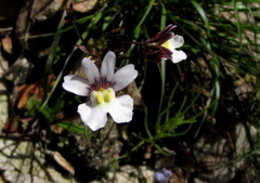 Nemesia diffusa