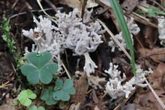 Clavaria cinerea