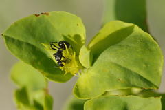 Camponotus niveosetosus