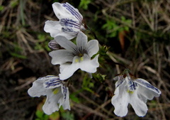 Nemesia lucida