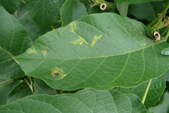 Pseudomicrostroma juglandis