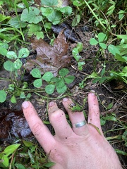 Trifolium stoloniferum