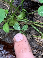 Trifolium stoloniferum