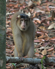 Macaca nemestrina