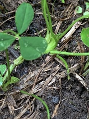 Trifolium stoloniferum