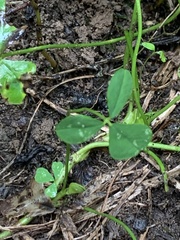 Trifolium stoloniferum