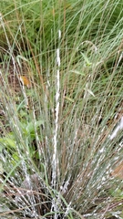 Sclerotinia sclerotiorum