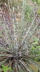 Sclerotinia sclerotiorum