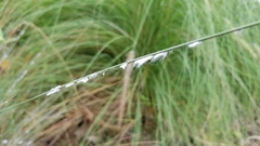 Sclerotinia sclerotiorum
