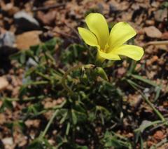 Oxalis pes-caprae pes-caprae