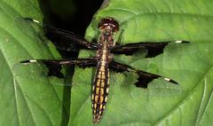 Palpopleura portia
