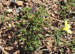 Oxalis pes-caprae pes-caprae