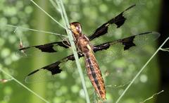 Palpopleura portia