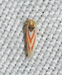 Erythridula noeva