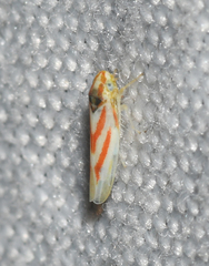 Erythridula noeva
