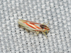 Erythridula noeva