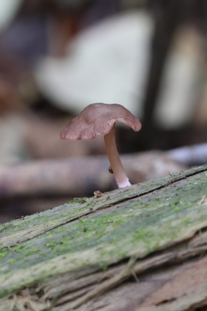 Arrhenia discorosea