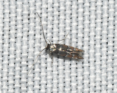 Chrysaster ostensackenella