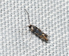 Chrysaster ostensackenella