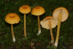 Entoloma unicolor