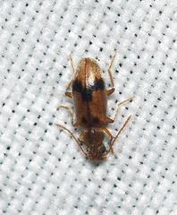 Notoxus desertus