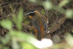 Cossypha heuglini heuglini