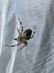 Araneus diadematus
