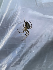 Araneus diadematus