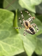 Araneus diadematus