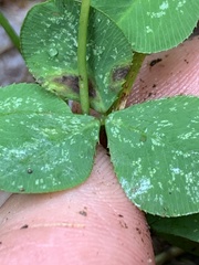 Trifolium stoloniferum