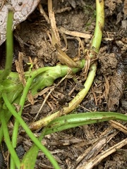 Trifolium stoloniferum