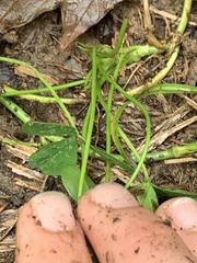 Trifolium stoloniferum