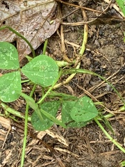 Trifolium stoloniferum