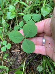 Trifolium stoloniferum