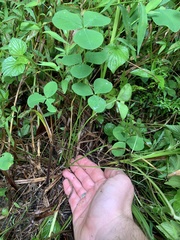 Trifolium stoloniferum