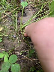 Trifolium stoloniferum