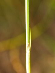 Machaerina juncea
