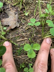 Trifolium stoloniferum