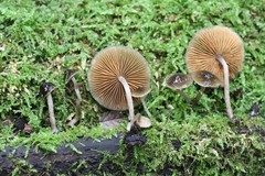 Bolbitius reticulatus
