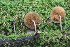 Bolbitius reticulatus
