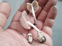 Volvariella murinella