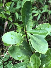 Berberis canadensis