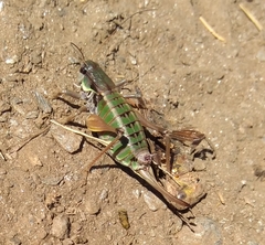 Anonconotus pusillus