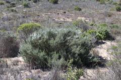 Eriocephalus racemosus racemosus