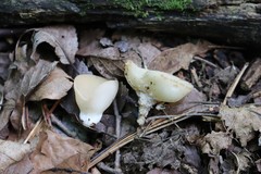 Sarcoscypha vassiljevae