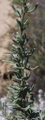 Eriocephalus racemosus racemosus