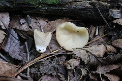 Sarcoscypha vassiljevae