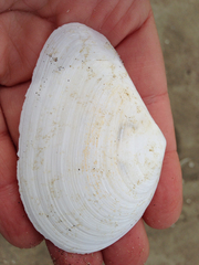 Tellinidae