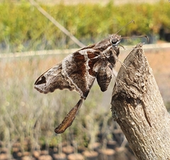 Chioides