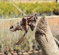 Chioides
